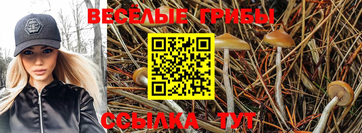 Кострома  Галлюциногенные грибы ЛСД  Вход с VPN  Псилоцибиновые грибы Psilocybe 